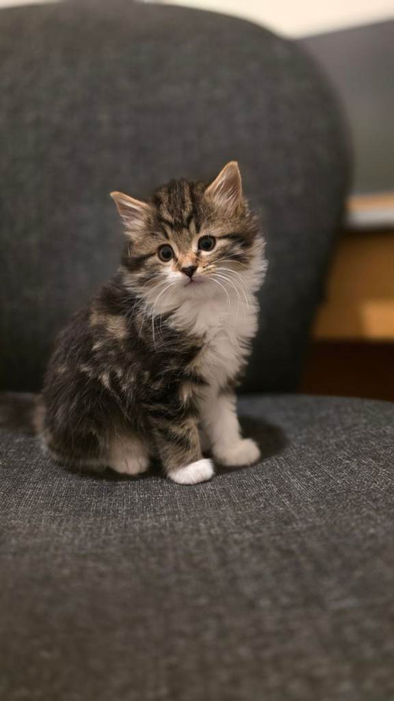 image for Kittens looking for new home 🐾