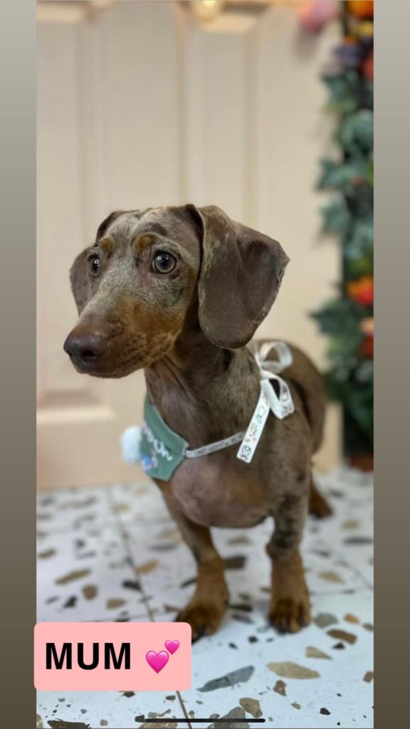 Dachshund puppies 🐶🐾