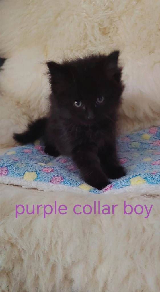Ragdoll x maicoone fluffy kittens 