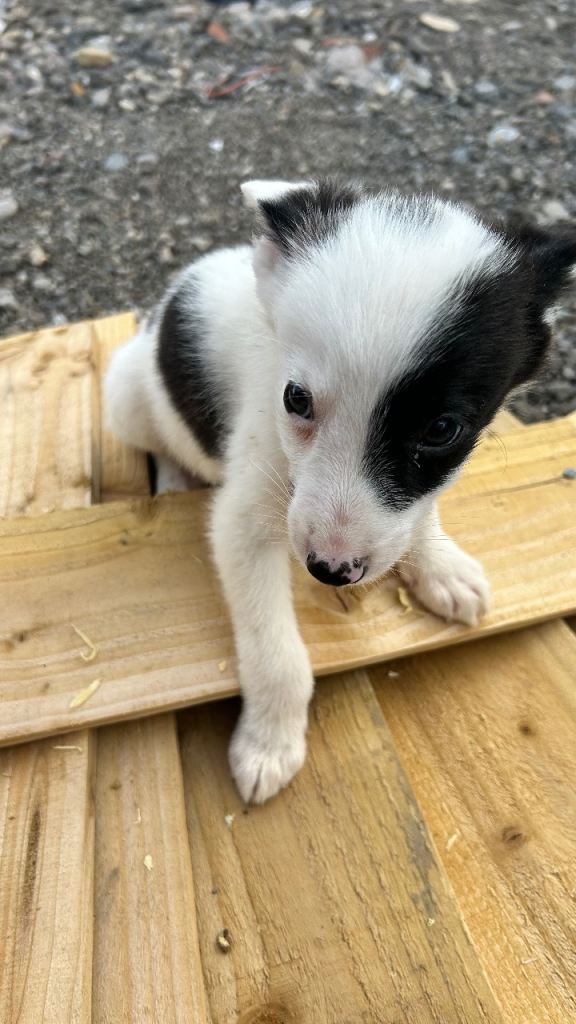Jack Rossell/ Border Collie 