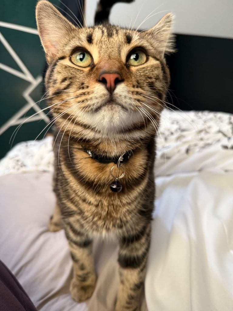 Male kitten 