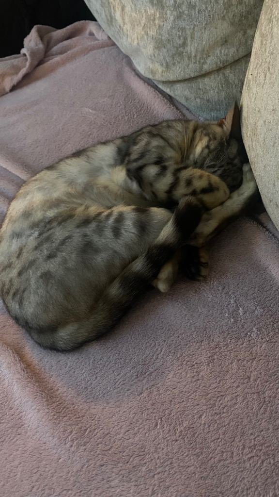 image for Snow Sepia Bengal cat 7 year old 