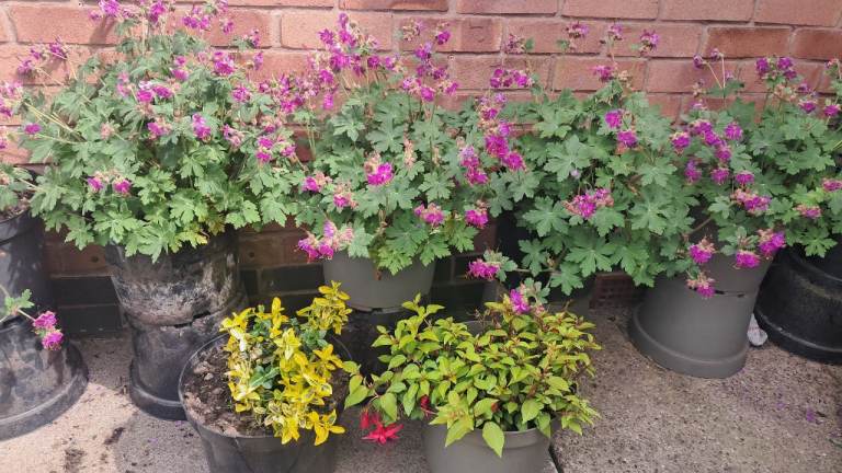 Variety of Garden Plants and Shrubs - Healthy Condition