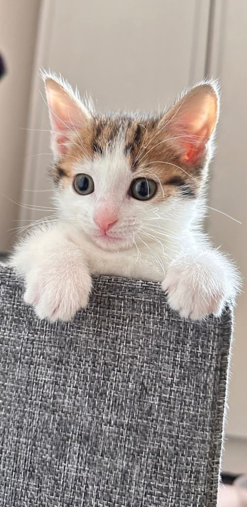 Adorable Calico Kitten Looking for a Loving Home 