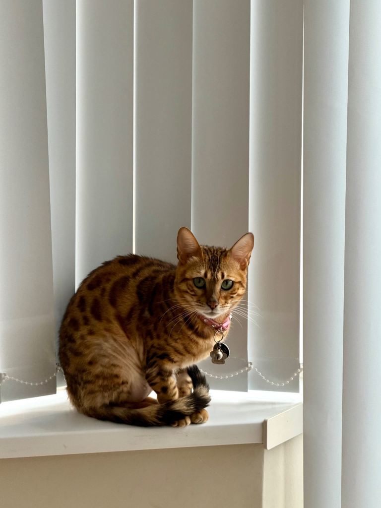 Bengal cat