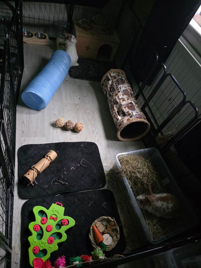 Two beautiful female rabbits