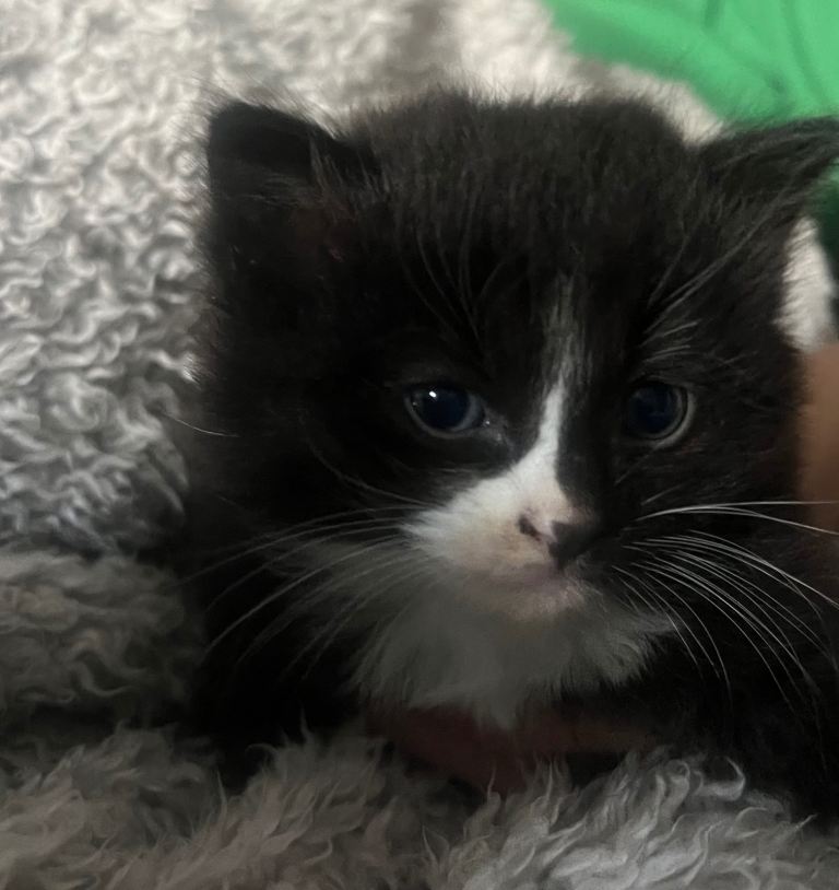 Ragdoll cross kittens 
