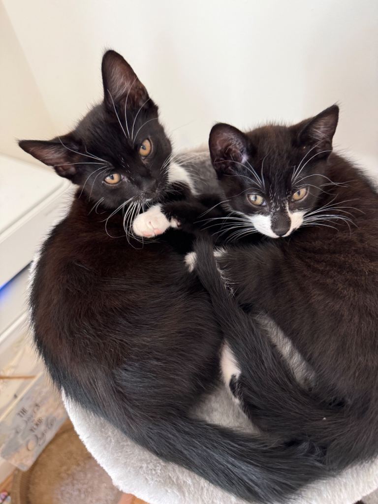 Kittens for sale