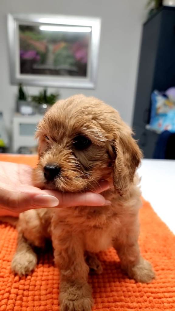 Cavapoo