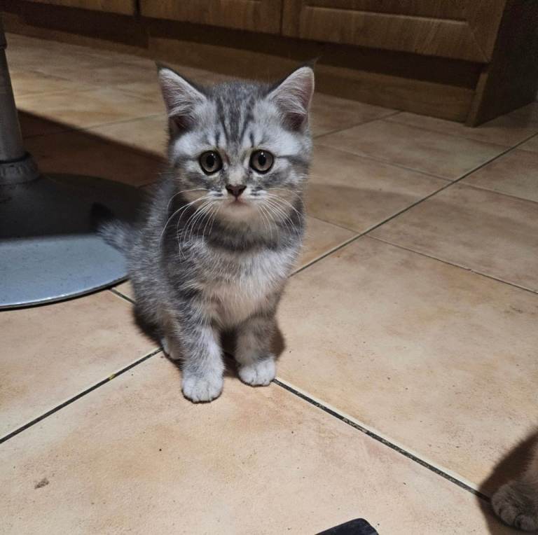 Beautiful bsh kittens ready 