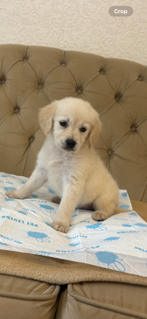 Golden retriever puppies * 1 boy 1 girl available *