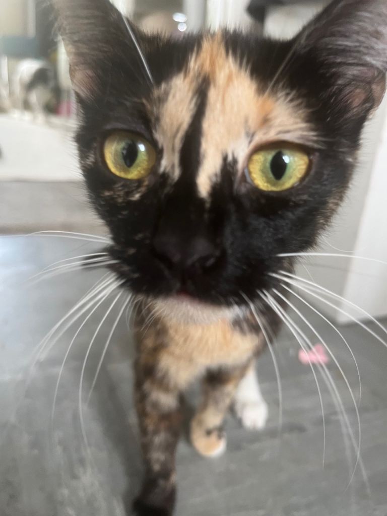 4 kittens for sale