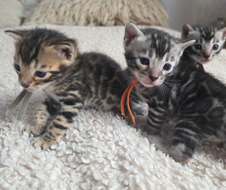 Four purebred TICA-registered female Bengal kittens.
