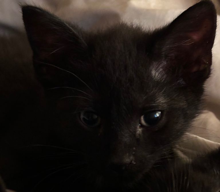 10 week male  old kitten 