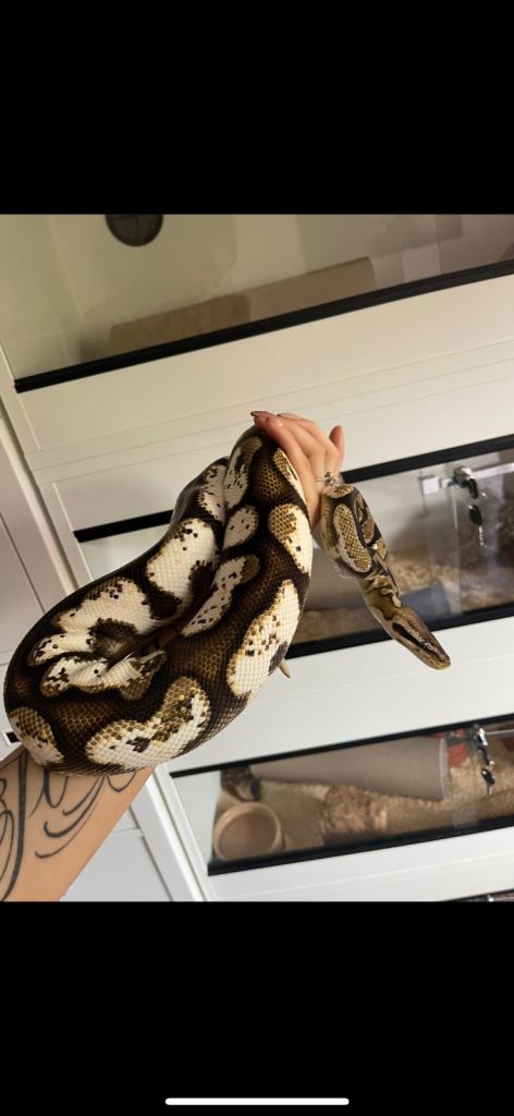 Royal pythons 