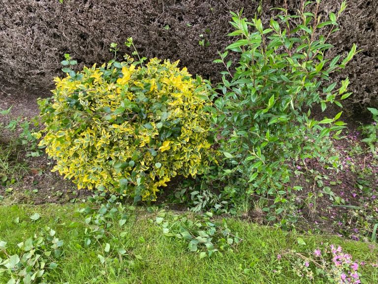 Mature garden shrubs 