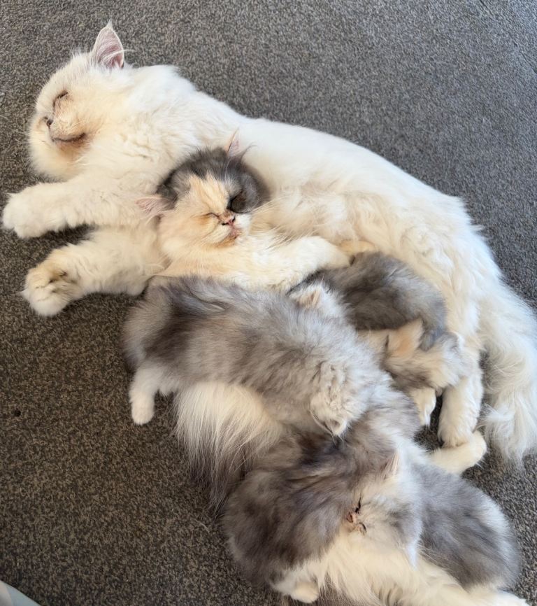 Last 1 Persian kitten