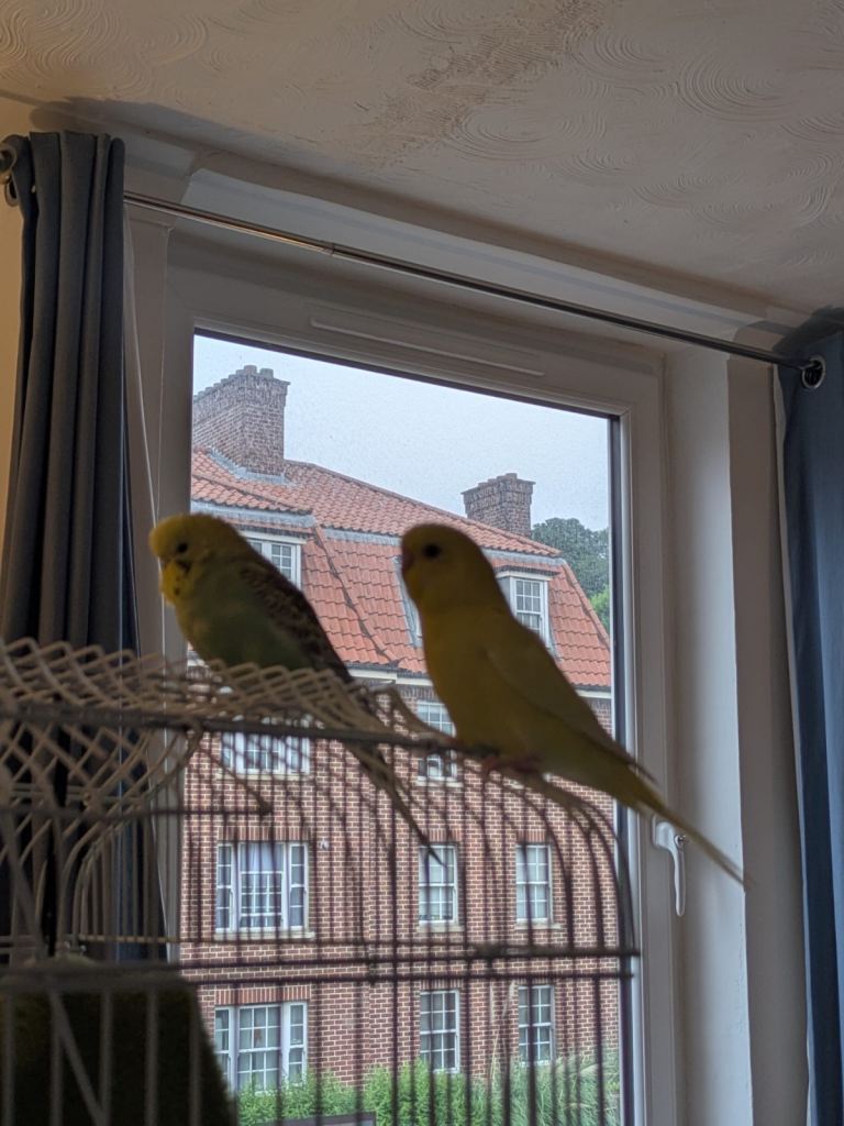 2 Beautiful budgies for sale to a good home