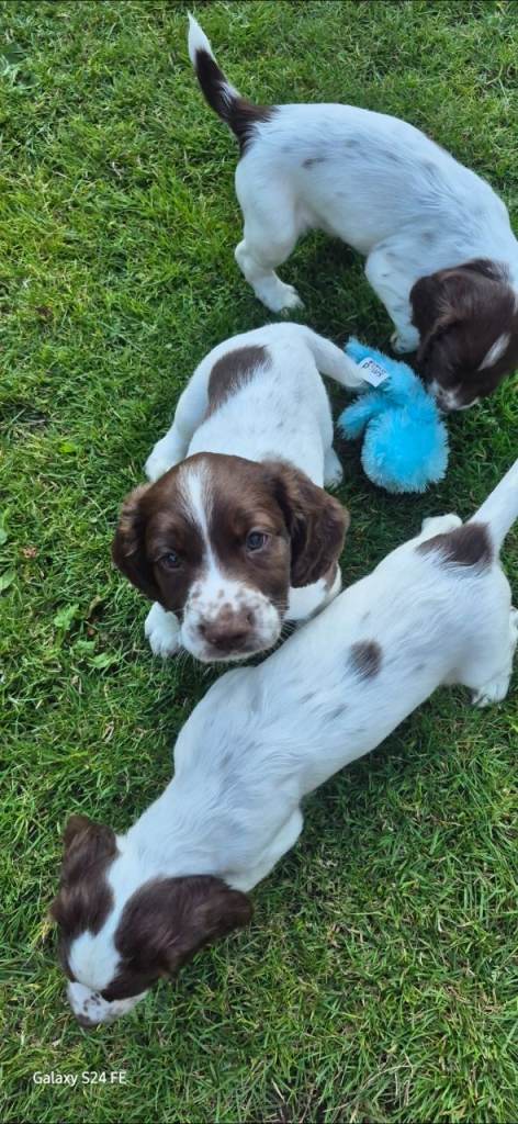 English springer spanial pups