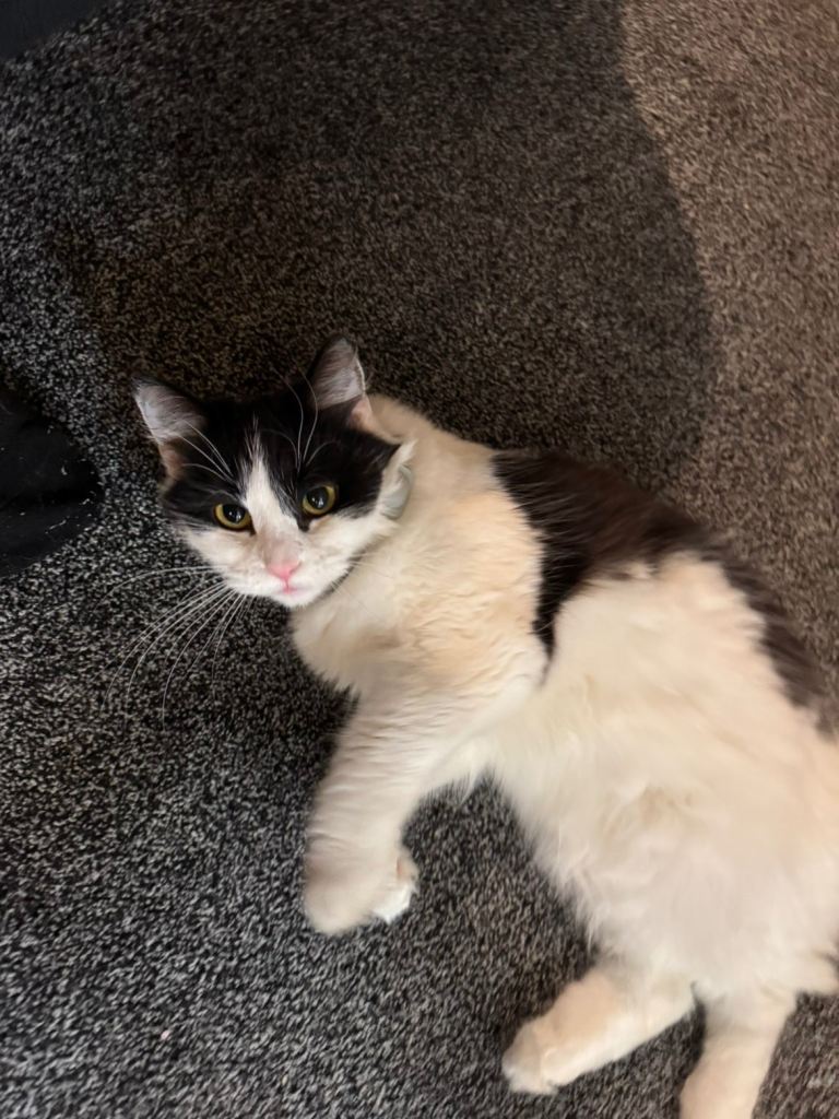 Cat in need of rehoming 