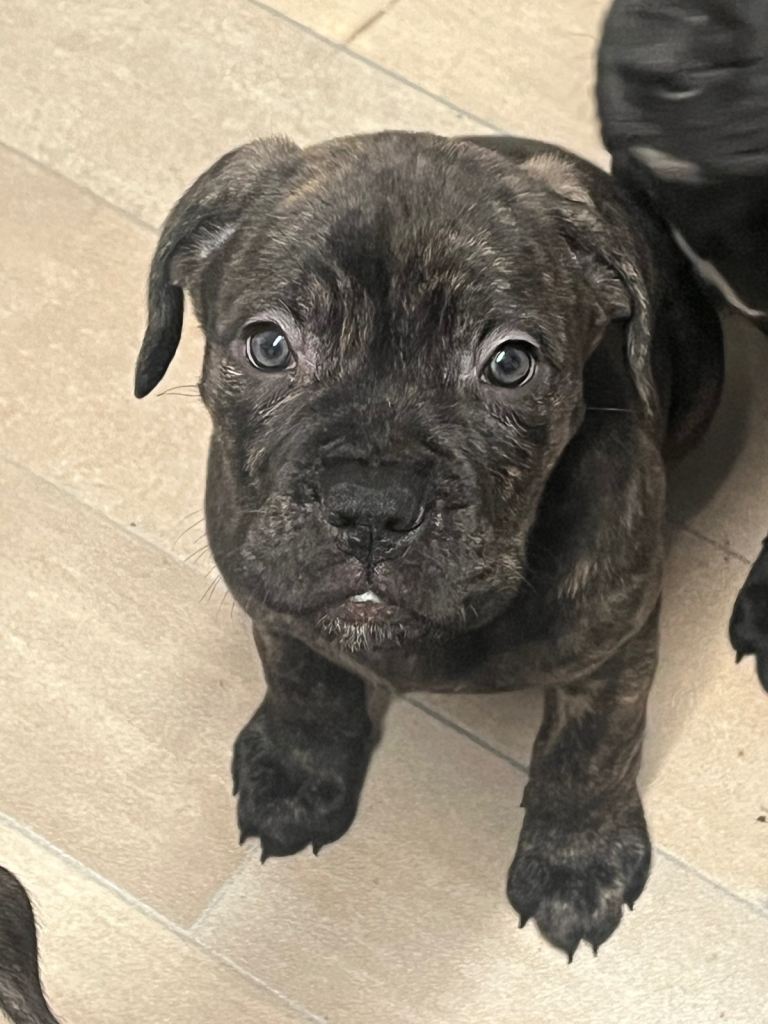 Full Cane Corso Pups 2 x male 1 x female