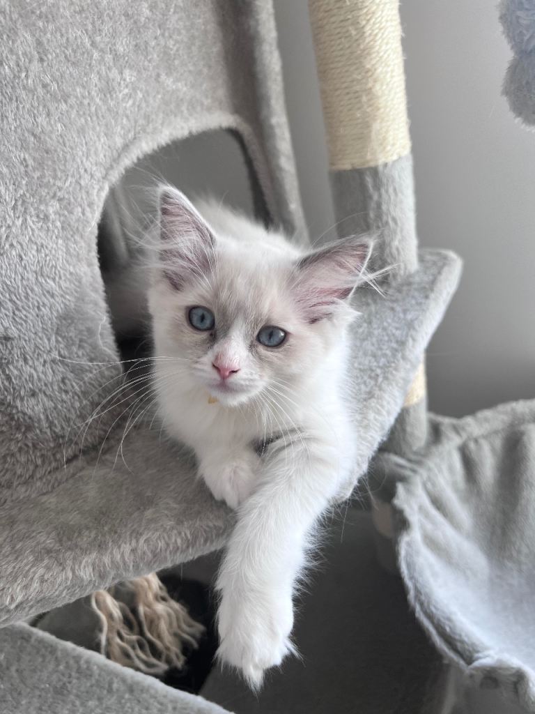😻 🩵  Blue Lynx Bicolor Girls-DNA Clear-Family Raised – Now Taking Reservations!
