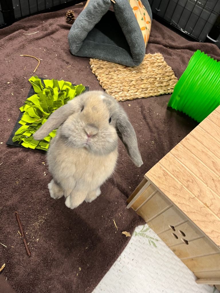 Male rabbit for sale