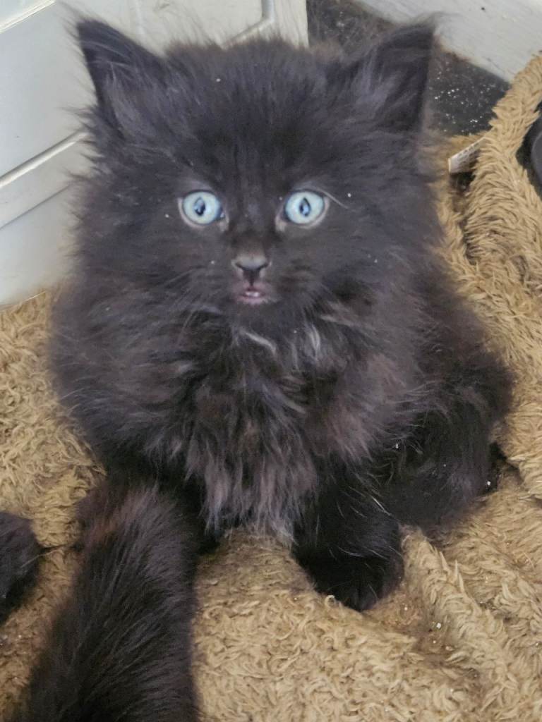 Beautiful black fluffy kittens