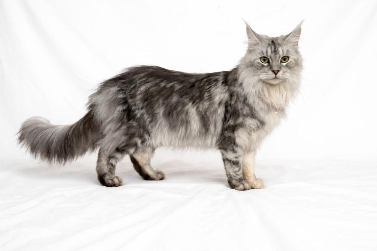 Gorgeous silver tabby Maine coon girls