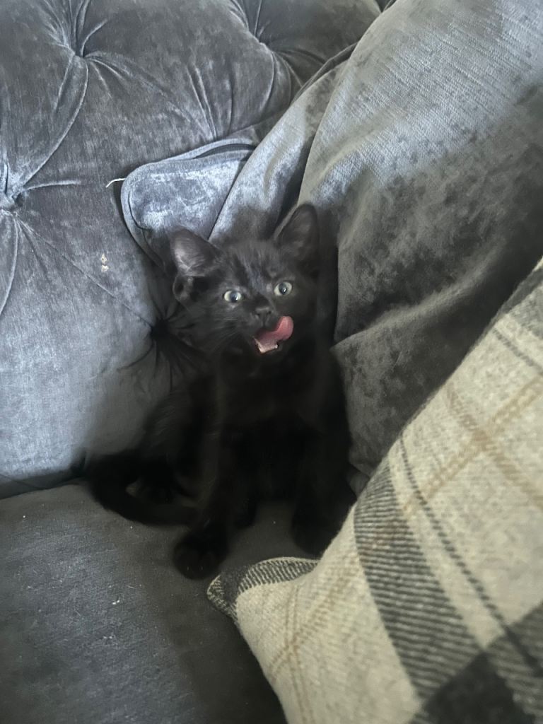 Black kittens 1 male 1 female 