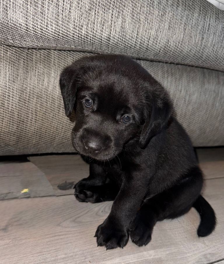 Black Labrador Retriever. 