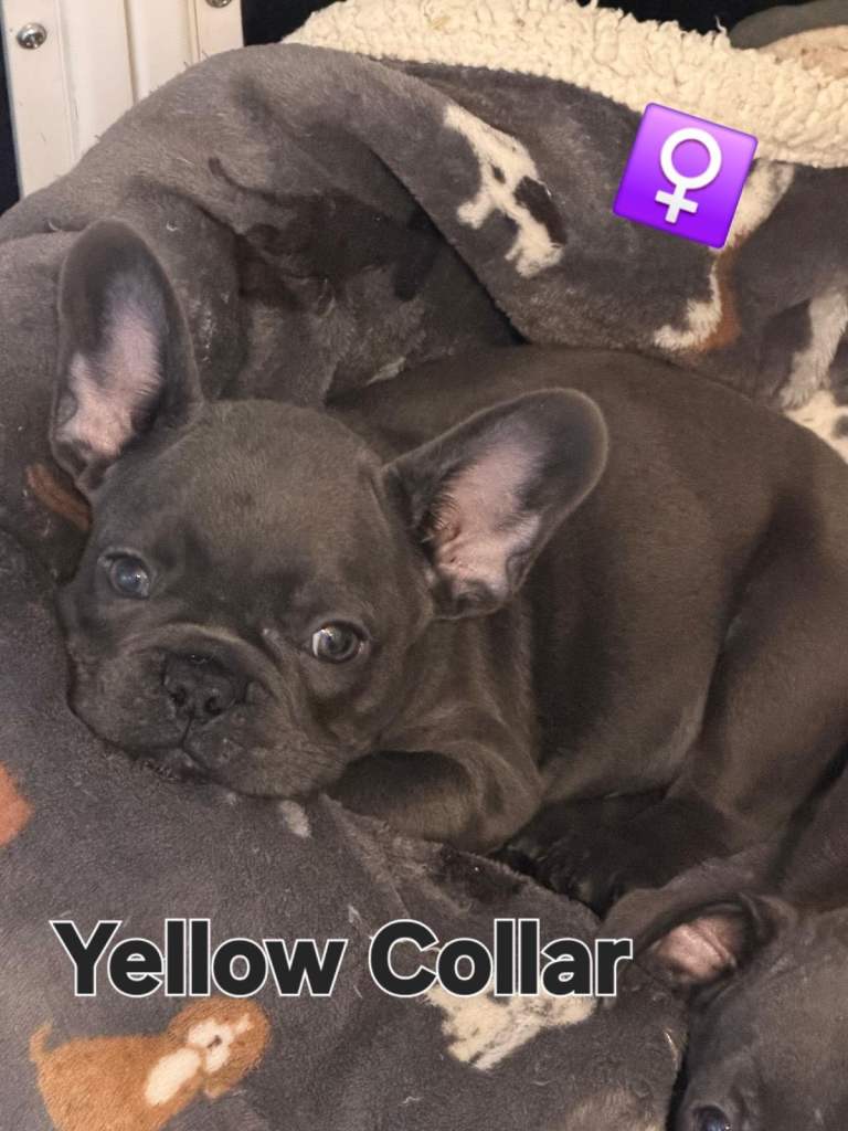 Beautiful Female Lilac Blue French Bulldog puppies