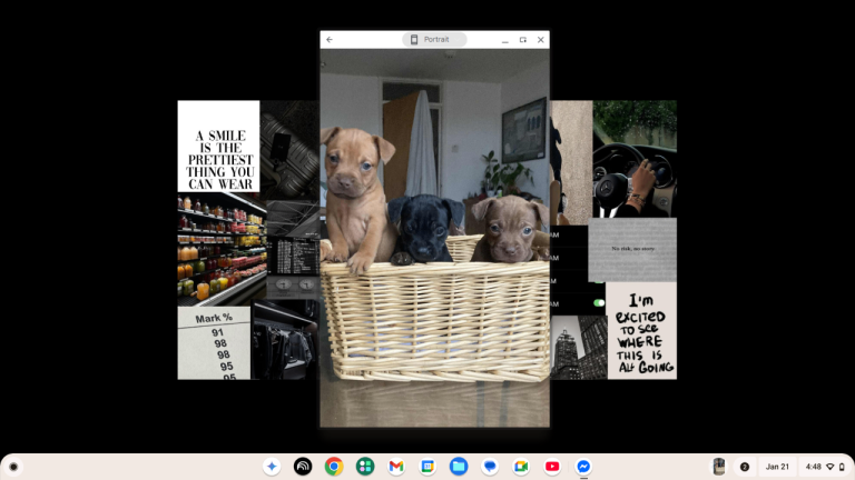 patterdale x bulldogs