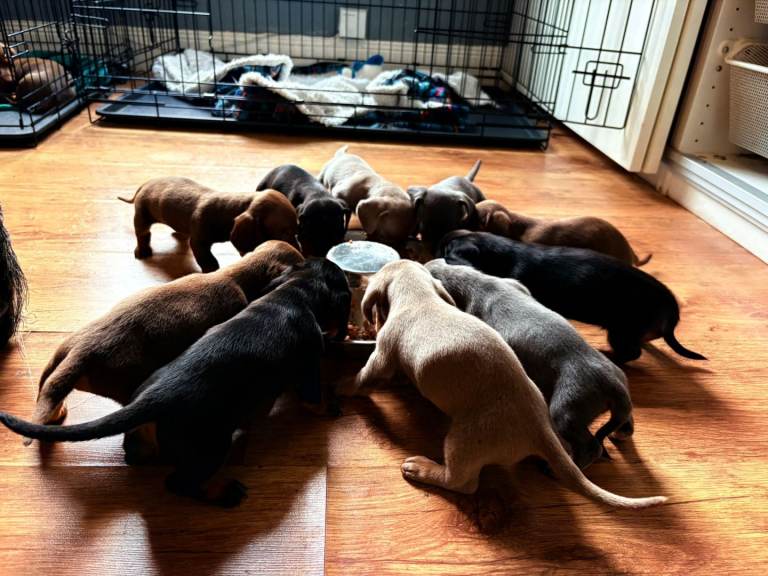 Dachshund puppies for sale 