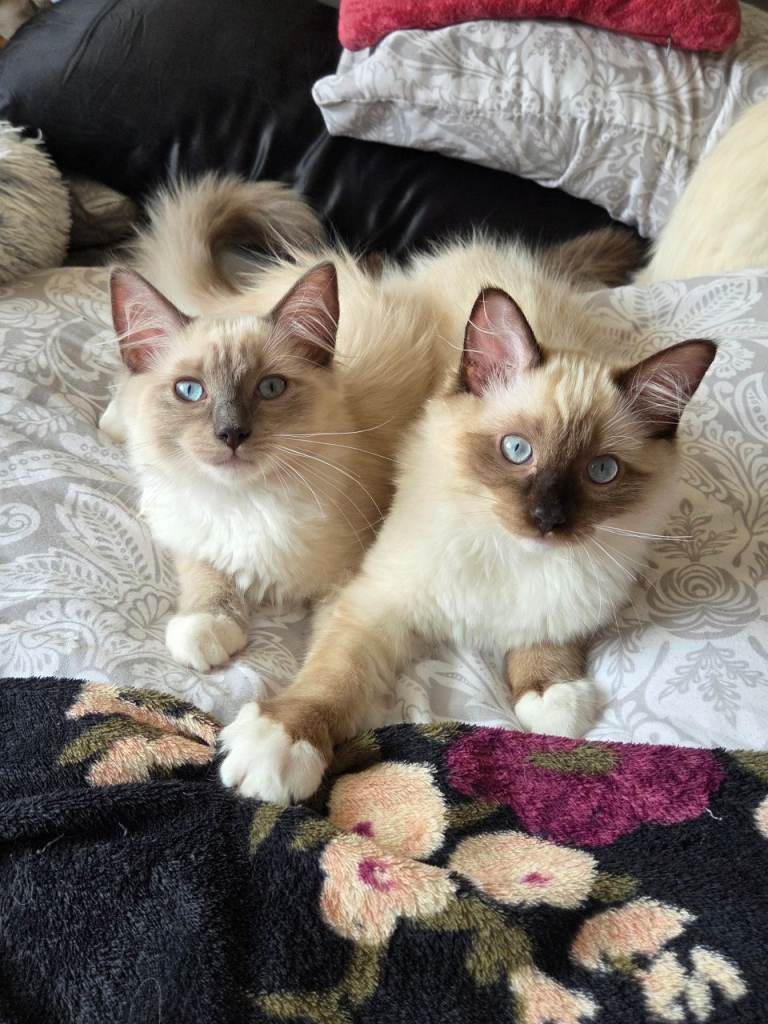 Fluffy Ragdoll Kittens Available 