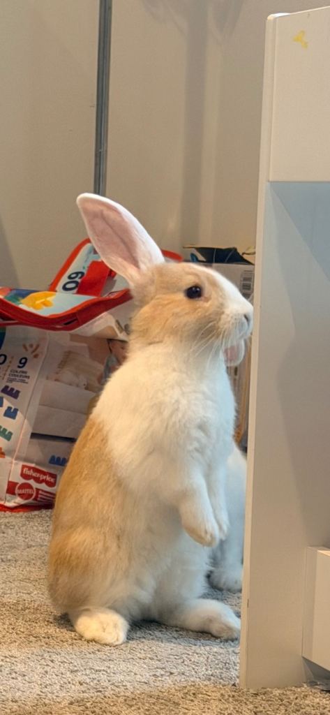 Lop bunny rabbit 