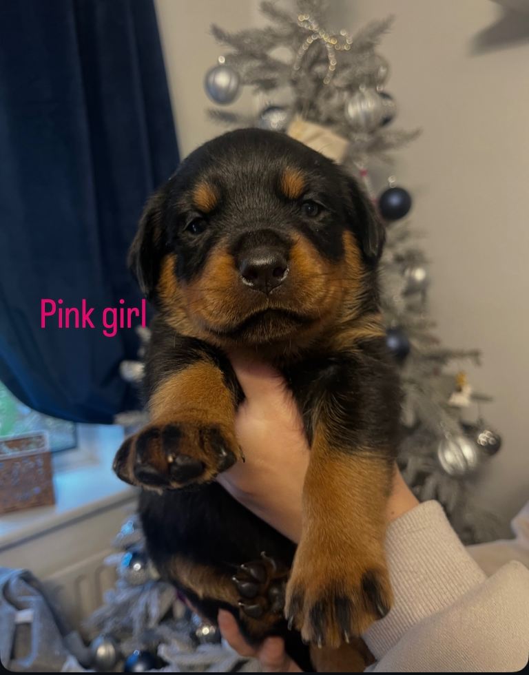 Beautiful chunky Rottweiler puppies