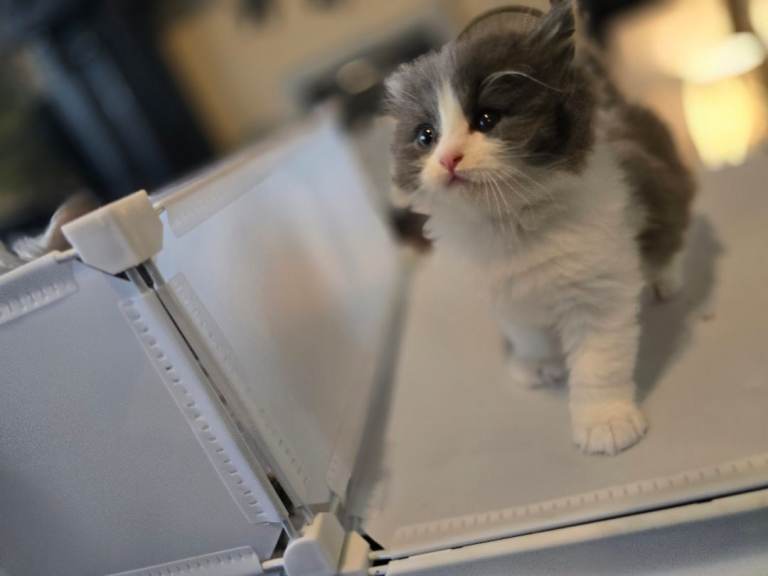 One stunning long haired blue x bicolour ragdoll 