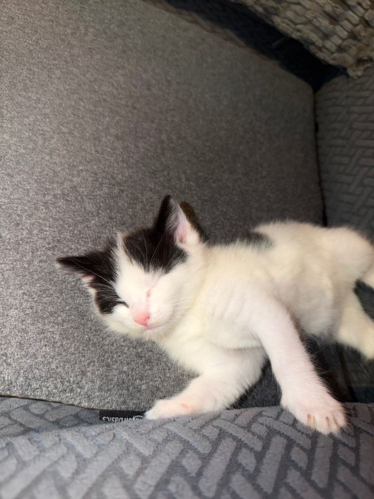 1 beautiful male kitten
