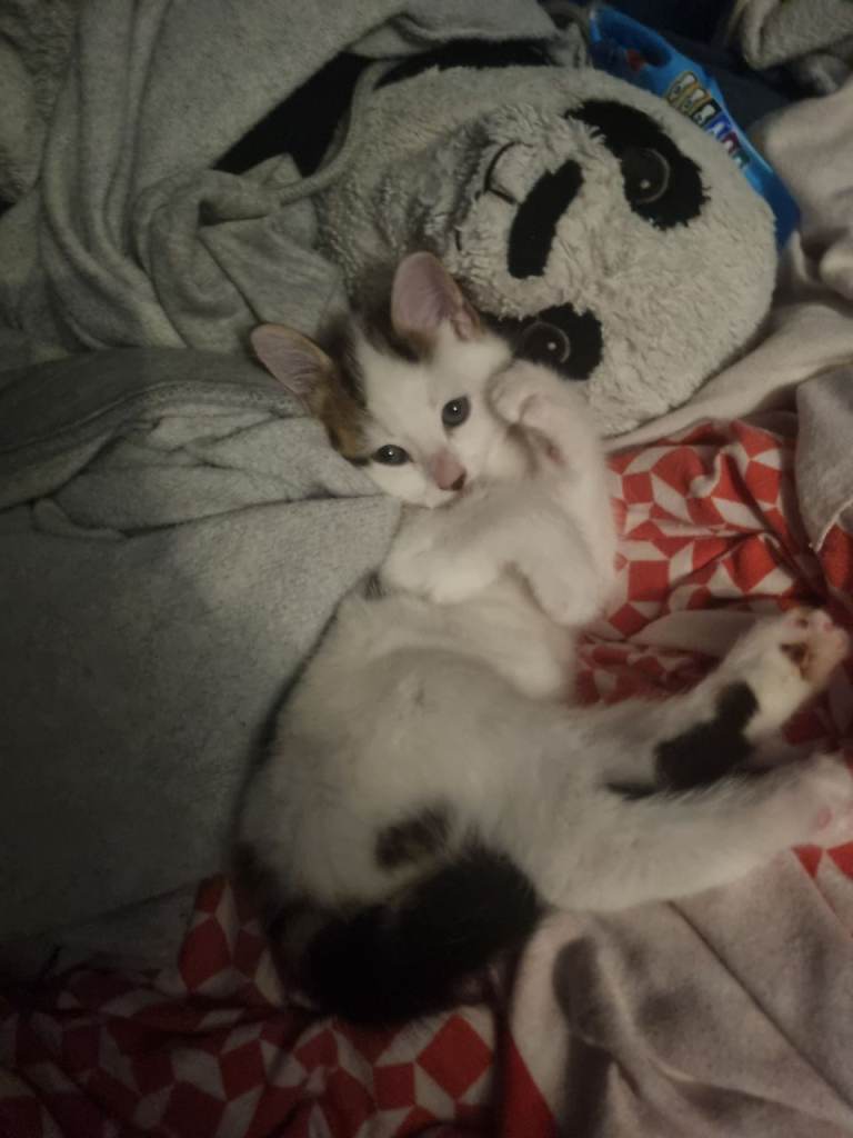 Beautiful 10 week old kitten 