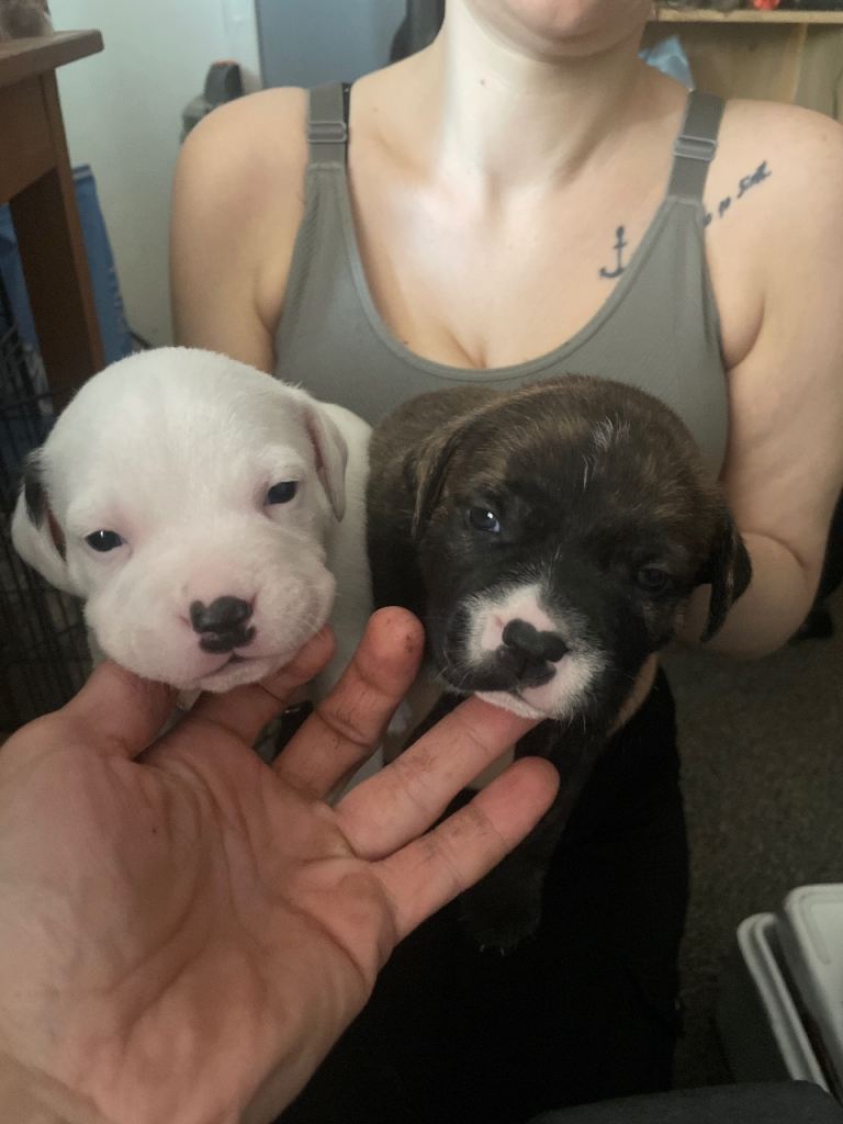 Staffie pups 