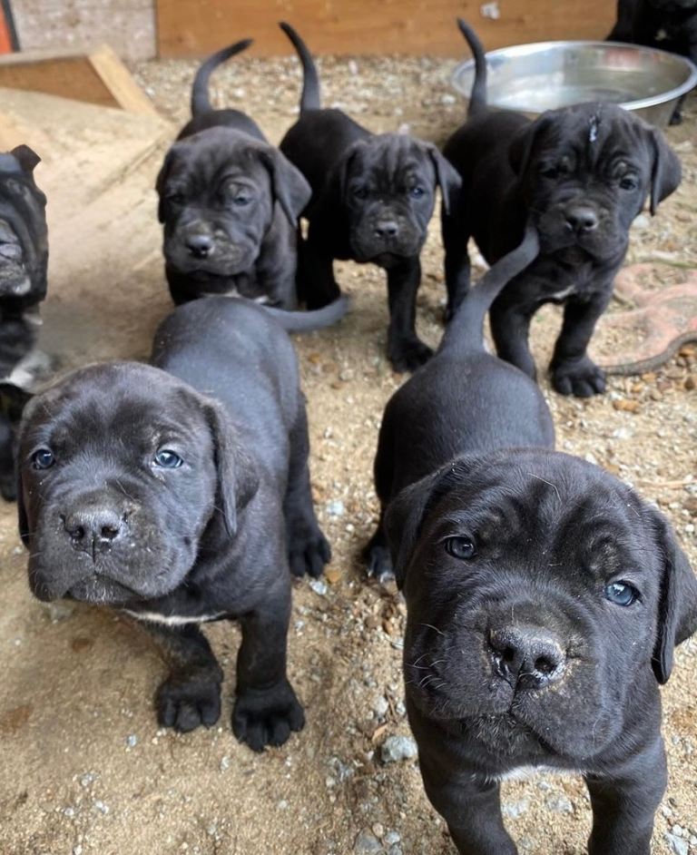Cane Corso
