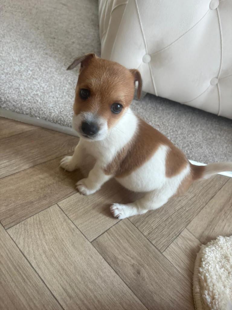Male Jack Russell