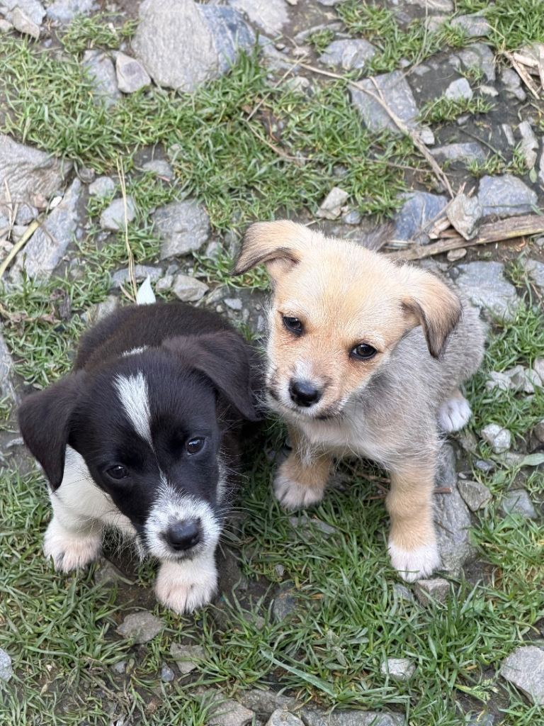 Mixed breed puppies 