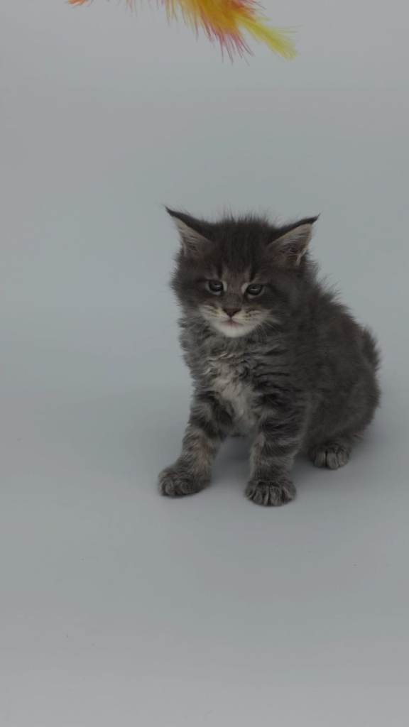Tica maine coon blue silver tabby boys