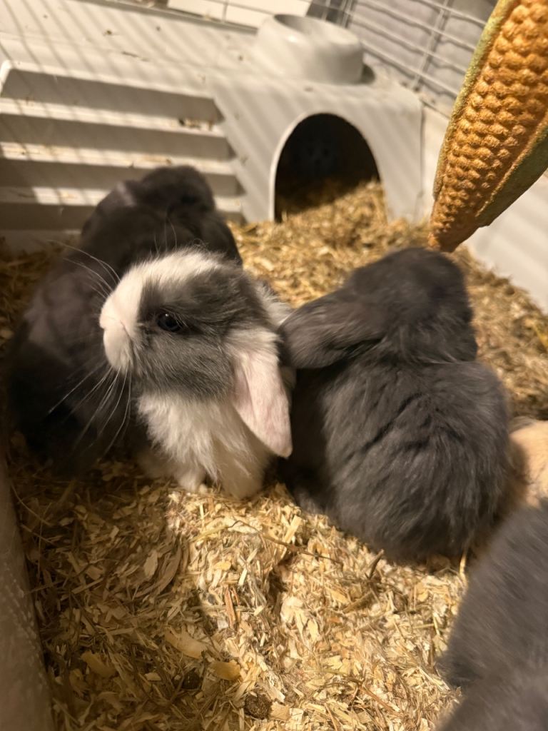 Mini lop bunnies 