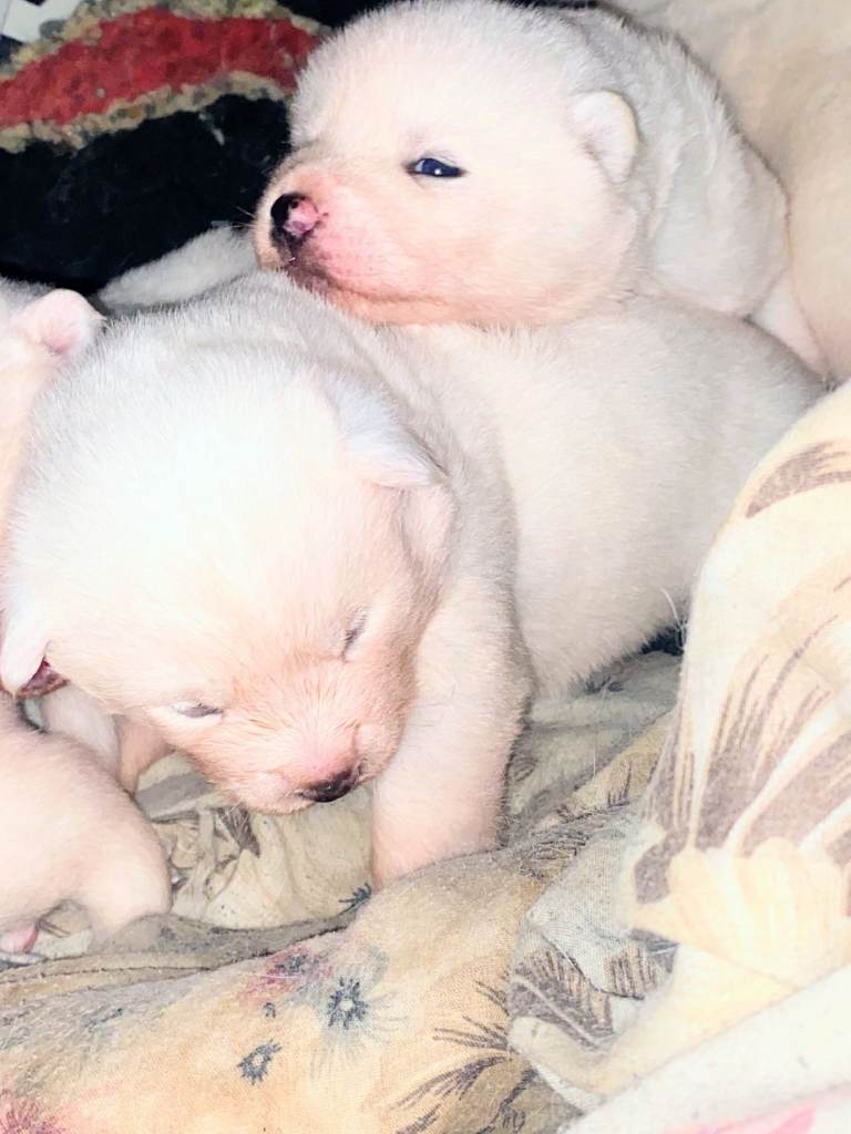 Japanese Akita Puppies 