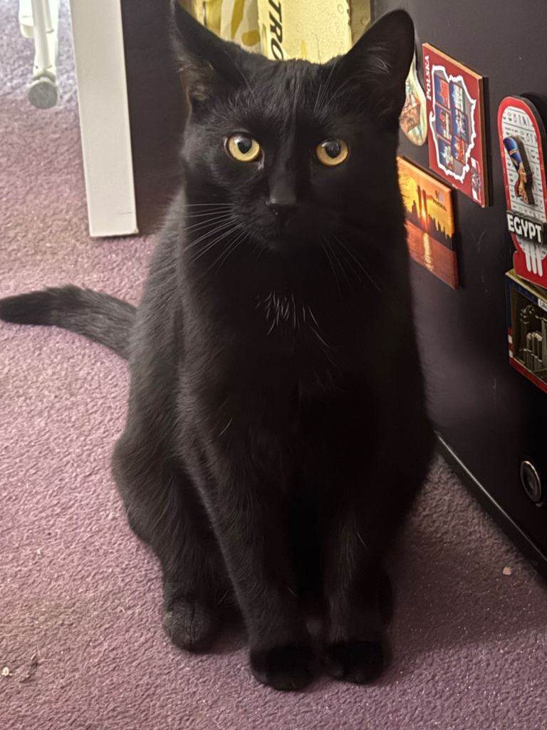 Beautiful Soft and Gentle Male Neutered 1y Old Cat 