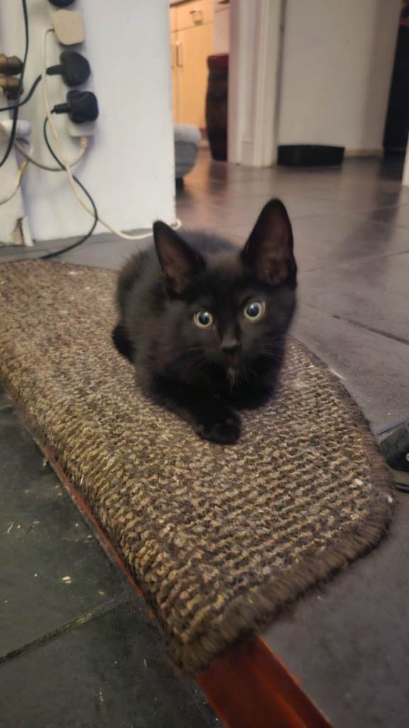 Beautiful male kittens