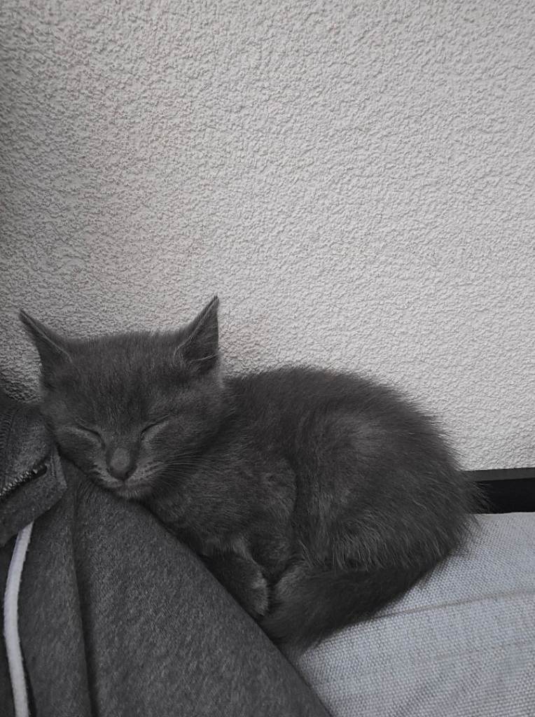 Russian blue and Turkish angora 